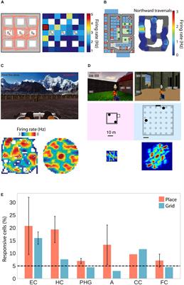 Spatial Representations in the Human Brain